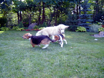 Beagles jeux canins