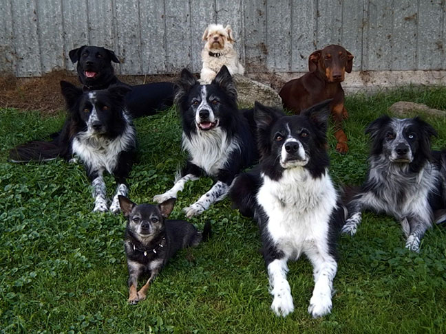 Cours de dressage de chien, école avec des maîtres-chiens Cours de dressage de chien, école avec des maîtres-chiens