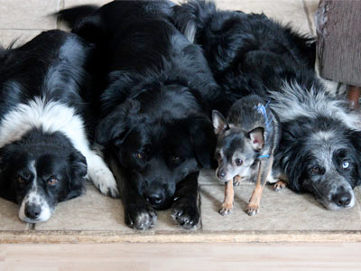 cours éducation canine en groupe à domicile
