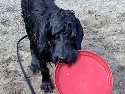 Shnauzer géant en adoption