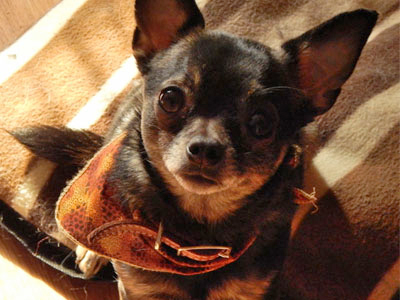 adoption Edgar Chihuahua 