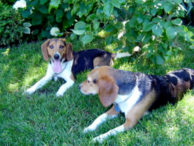 Beagle adoption Magog