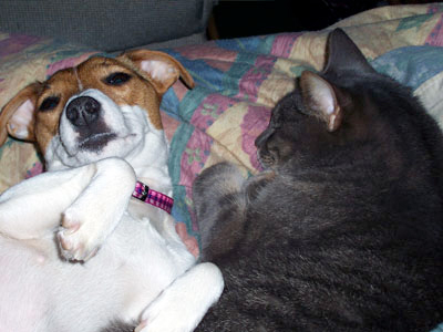 chien et chat - bien cohabiter