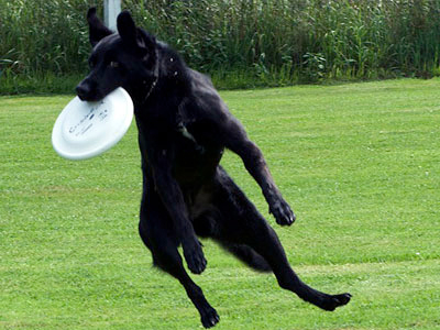 labrador rapport d'objet