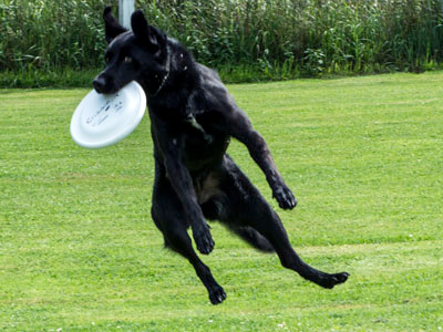 labrador entrainement frisbee