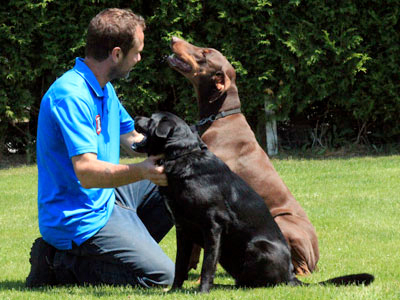 Maître chien et chiens bien dressés et respectueux