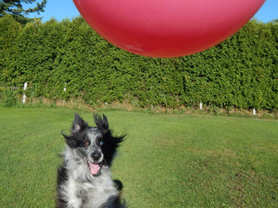 border collie obéissance sans laisse