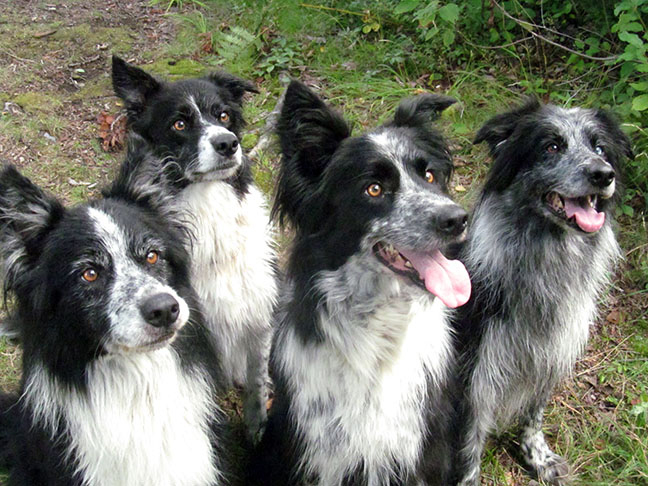 chiens attentifs, obéissants, prêt à faire plaisir