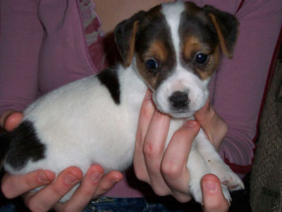 entrainement chiot Jack Russel