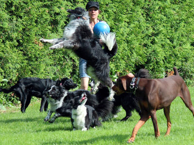 chiens bien contrôlés