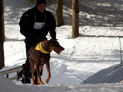 canicross, sport canin en nature, toute saison