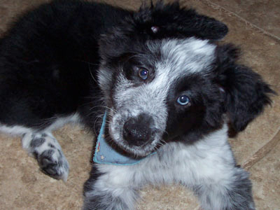 border collie chiot en cours de maternelle chiot