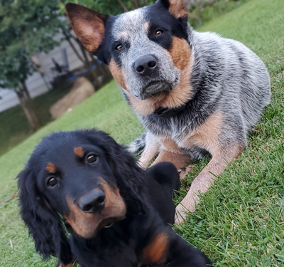 maternelle chiot Setter Gordon et Cattle dog