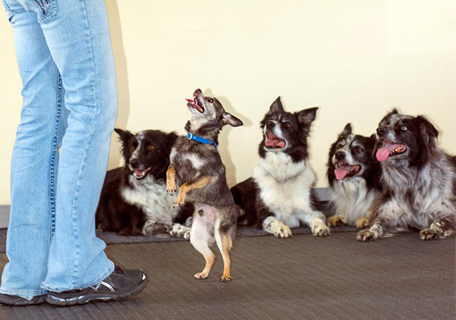 Cours, dressage, centre canin, maître chien à l'oeuvre