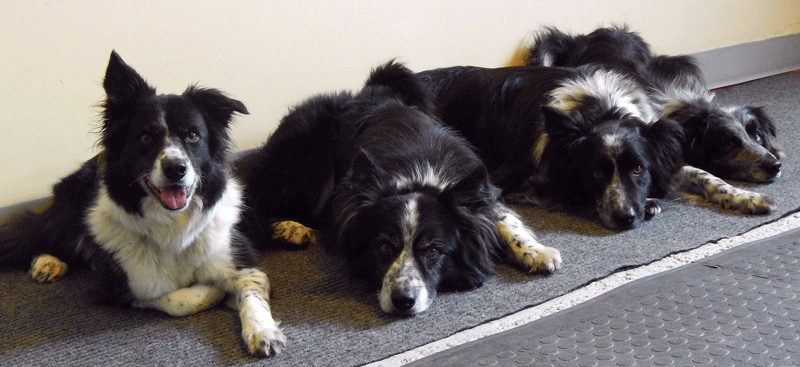 centre éducatif canin Le prestige  - nos services et notre meute de chiens border collies