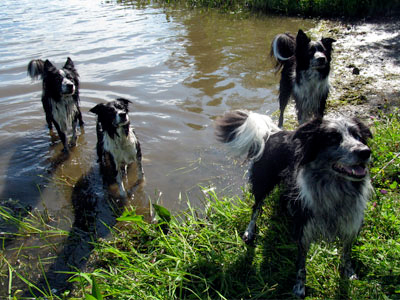 chiens obéissance sans laisse