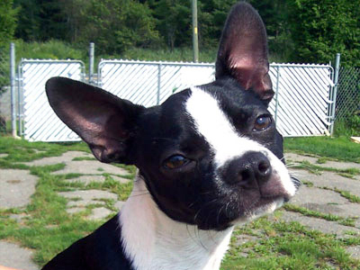 chiot Boston terrier - cours maternelle chiot