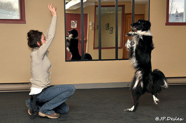 méthode d'entrainement, dressage canin