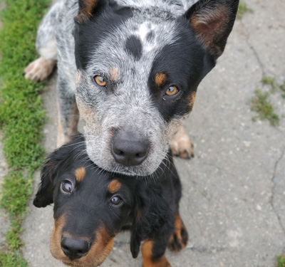 cours maternelle chiot Gordon Setter et Cattle Dog