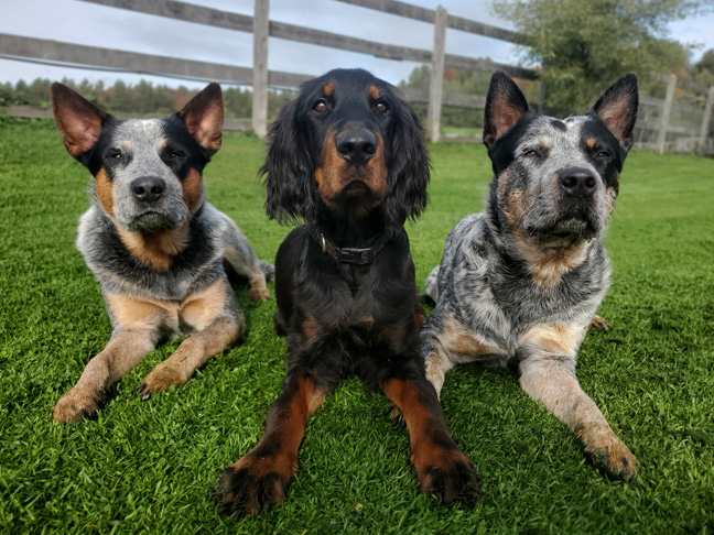 notre équipe canine