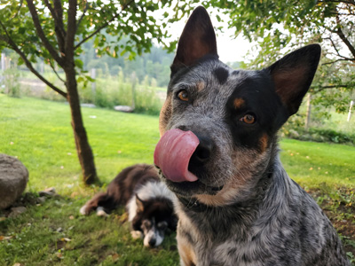 Pension pour chiens, promenade en nature, Montérégie