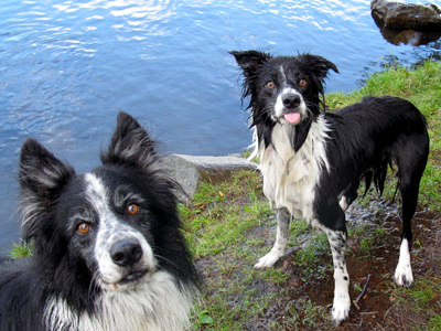 chiens à la baignade, excercice en plein-air