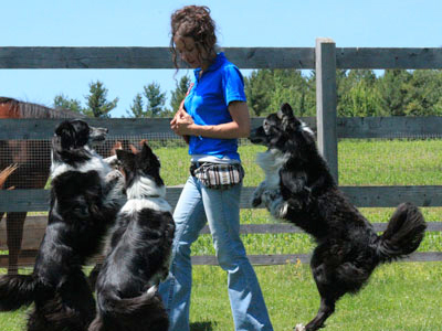 harmonie plusieurs chiens