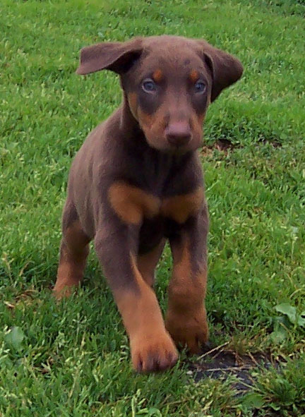 chiot cours maternelle Estrie, rive-sud, Montréal