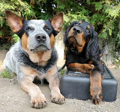 cours maternelle chiot Cattle Dog et Gordon Setter