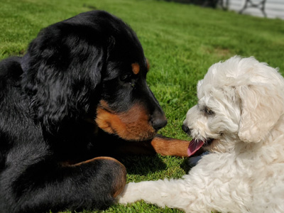 chien obéissance, socialisation chiots