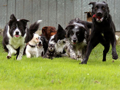 meute de chiens à la course