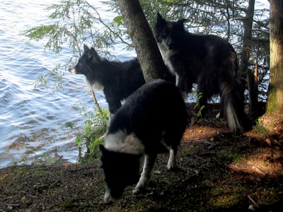 chiens libres en nature