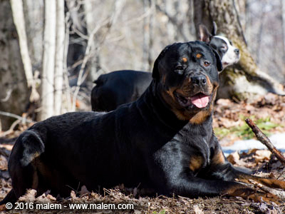 éducation chien liberté en nature