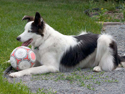 éducation canine, border collie couché