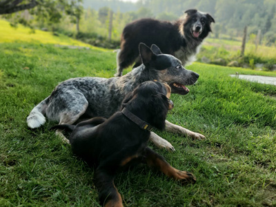 meute de chiens obéissance couché