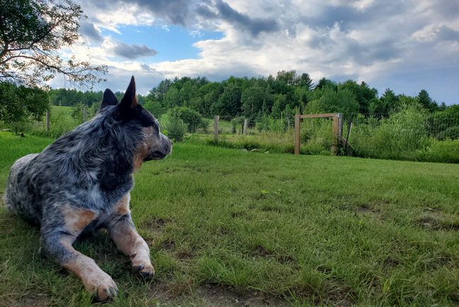 Service de pension pour chiens en Montérégie