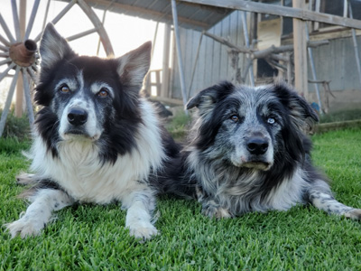 pension pour chien avec grand enclos extérieur montérégie