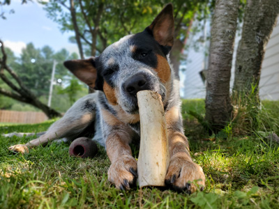 pension pour chiens rive sud Montréal