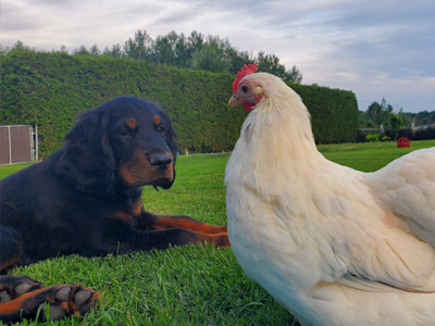 Pension pour chiens, libres en maison Montérégie