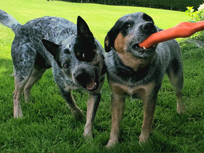 pension pour chiens en Montérégie