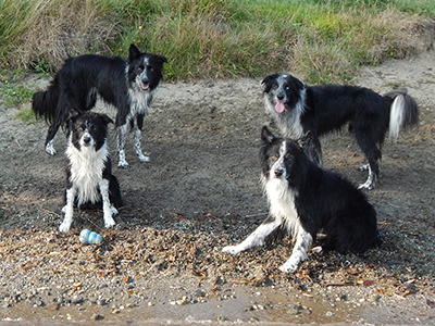 border collie au lac