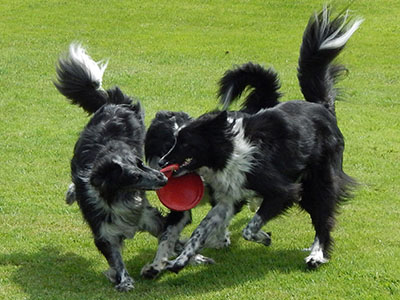 border collie et frisbee