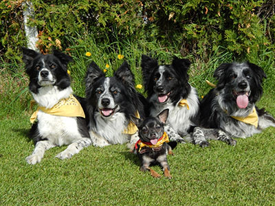 meute de border collies