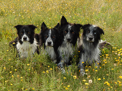 chiens border collie obéissance