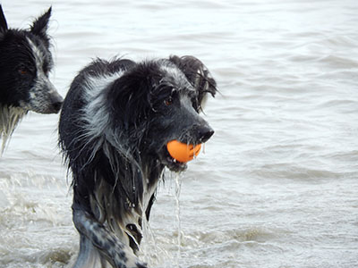 dressage chien nature