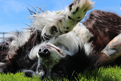 chien obéissant