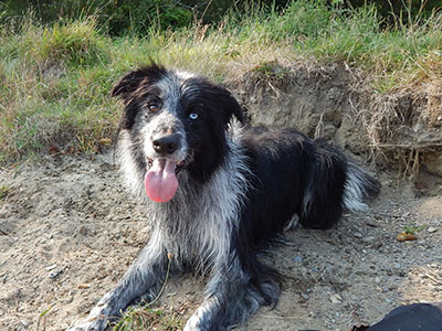 chien dressage promenade en nature