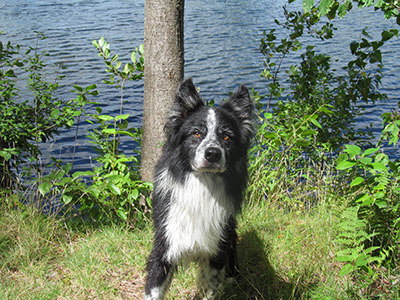 dressage chien border collie