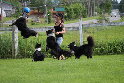 Karyne Milette dresseur de chien et ses border collie