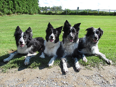 Karyne Milette et sa border collie